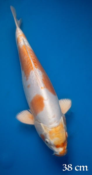 Kikusui 1.jpg