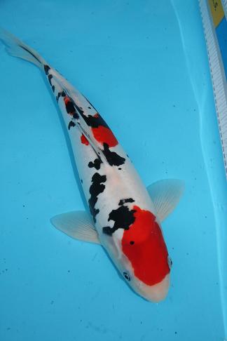 Novelty Koi.JPG
