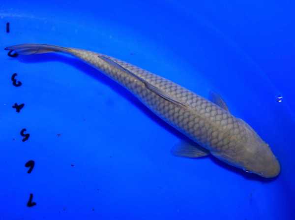 Chag11B.jpg