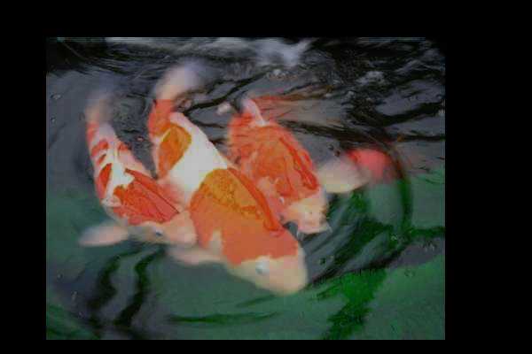 spawning 1.jpg