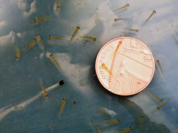 Koi Fry1.jpg