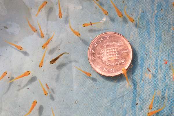 Koi Fry3.jpg