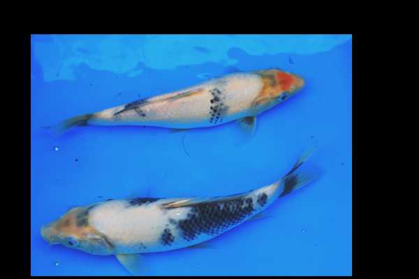 IMG_0958 for Forum.jpg