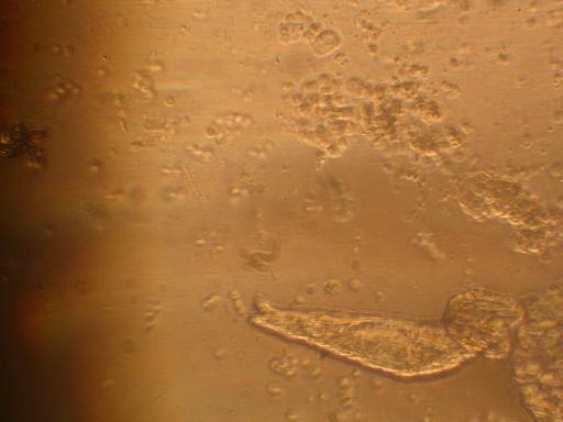 Microscope.JPG