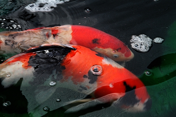 Parents Spawning.jpg