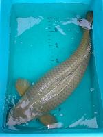 Jumbo non Gosanke.jpg