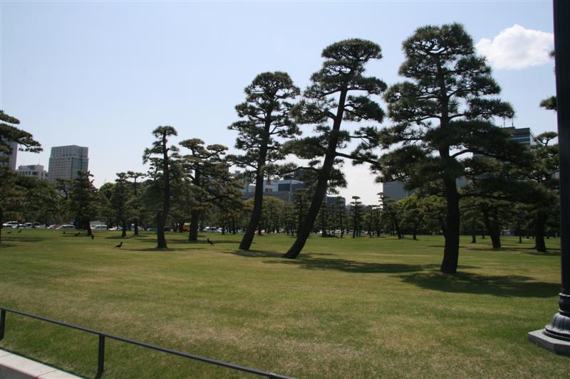 Cloud Tree Forest.jpg