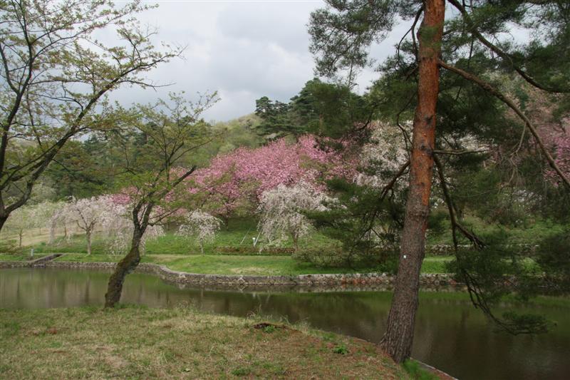 Park with Sakura blossom.jpg