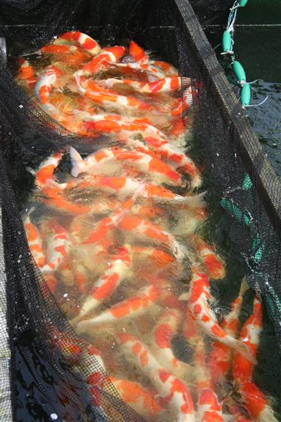 Tategoi to be selected from.jpg