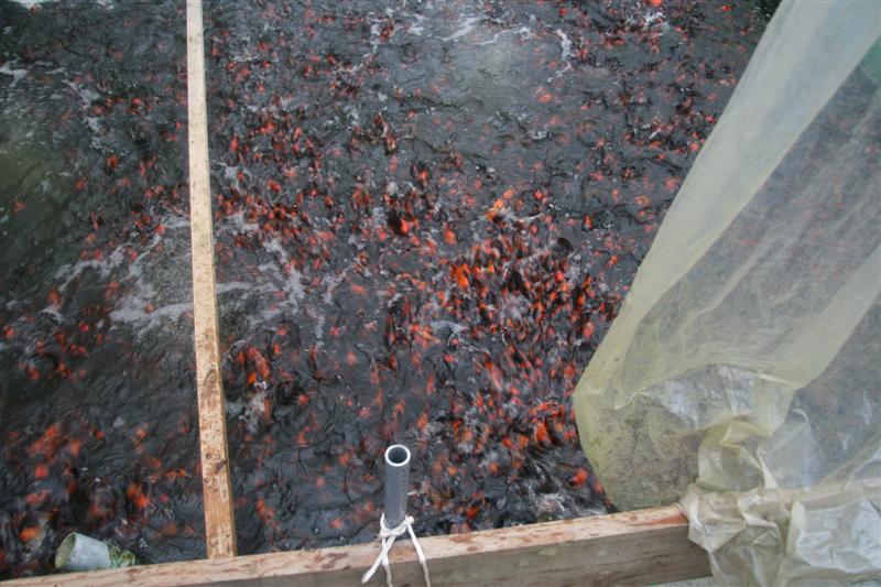 2000 Hi utsuri Tosai.JPG