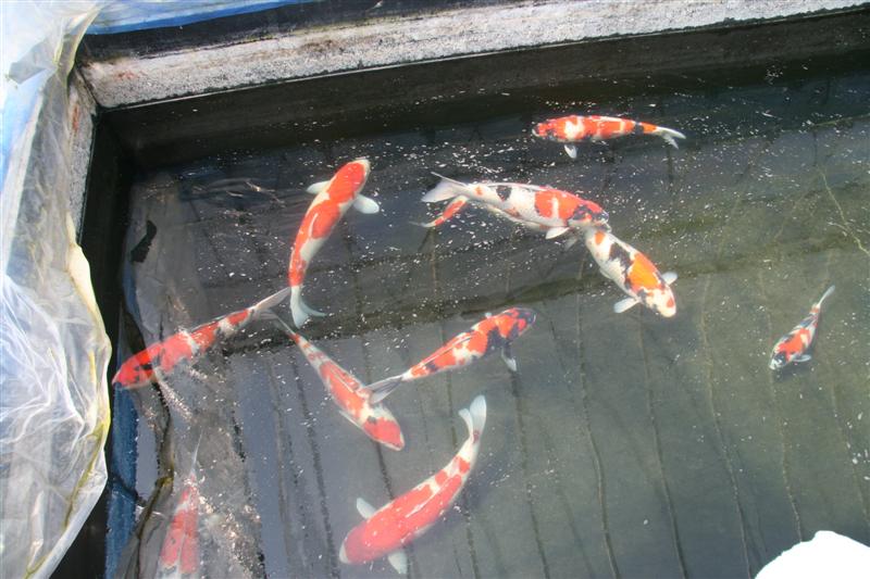 Seki-guchi 1.jpg
