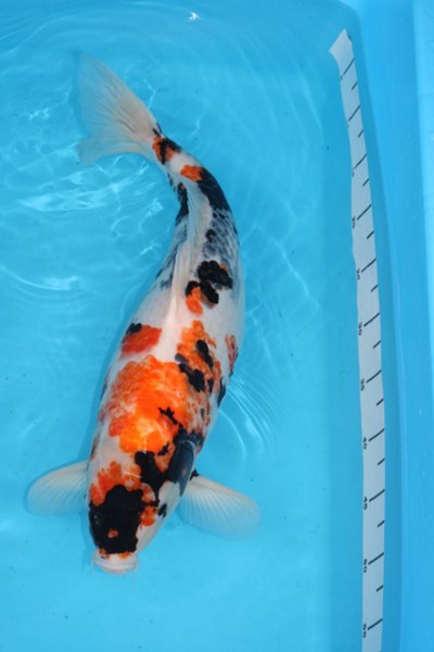 52cm Showa.JPG
