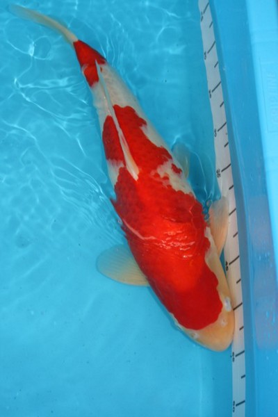 50cm Kohaku.JPG
