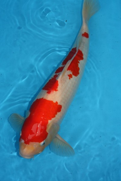 52 cm Kohaku.JPG