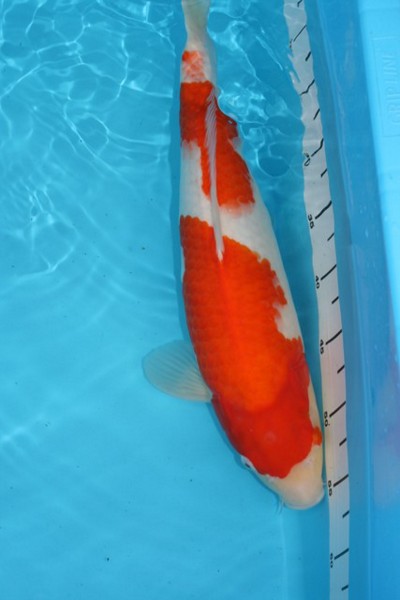 47cm Kohaku.JPG