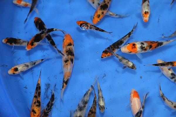 Sanke Fry Sept 2010.jpg