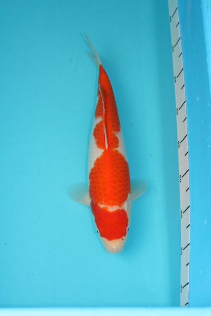 2008-2009-grow-and-show-koi-no-12-sept-09-35cm.JPG