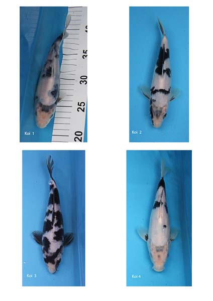 Koi 1 to 4.jpg