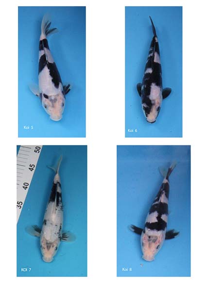 Koi 5 to 8.jpg