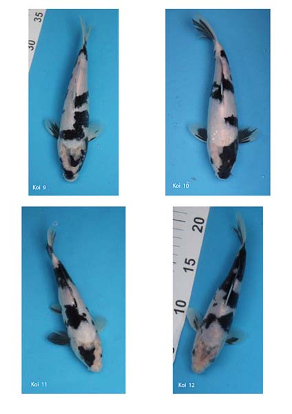 Koi 9 to 12.jpg