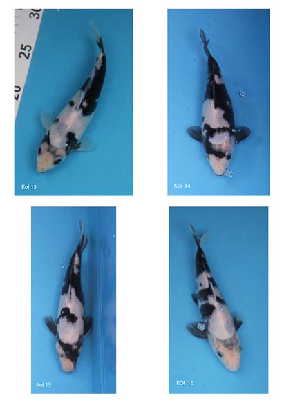 Koi 13 to 16.jpg