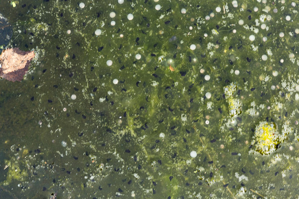 Frogspawn.jpg