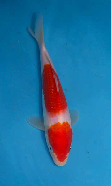 9I5A3653055.jpg