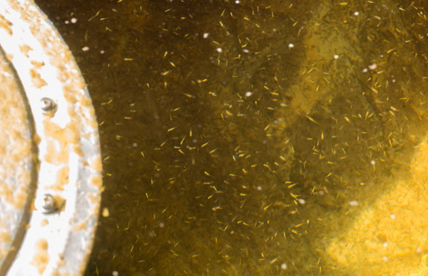 koi_fry.jpg