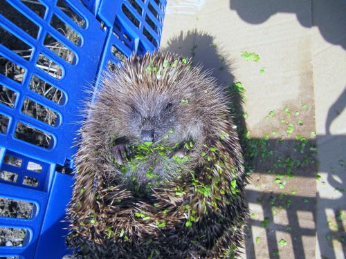 Hedgehog.jpg