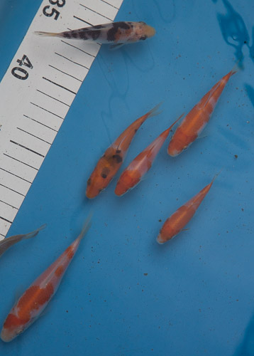 Homebred_Koi.jpg