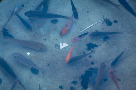 Koi_Fry-2.jpg