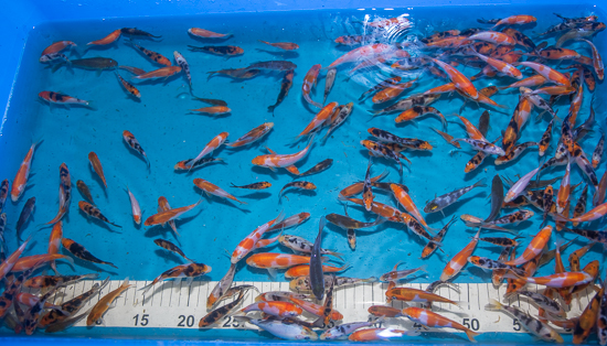 koi_fry_dec_13.jpg