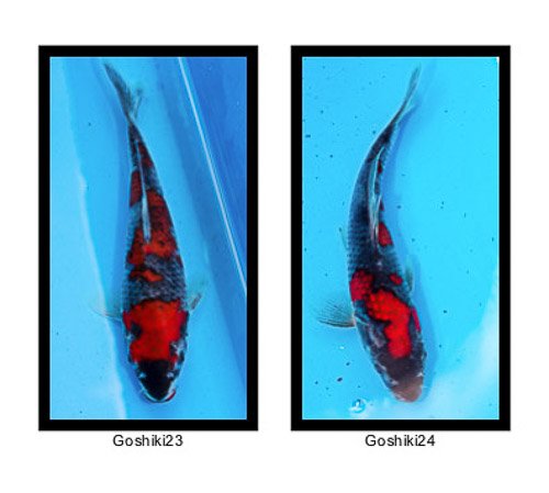 Goshiki_23_and_24.jpg