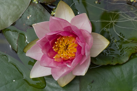 Water_Lily.jpg