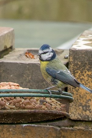 blue tit.jpg