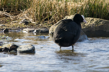 Coot.jpg