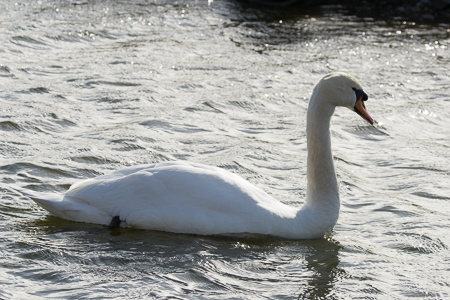 Swan.jpg