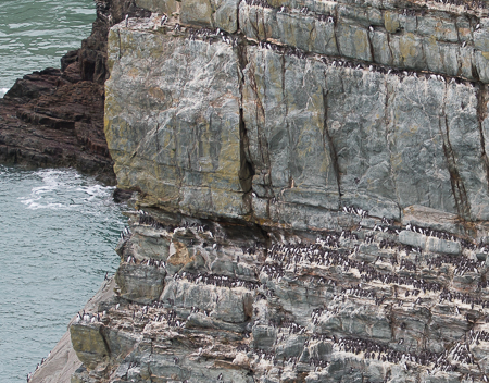 Guillemot.jpg