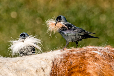 Bearded Jackdaw.jpg
