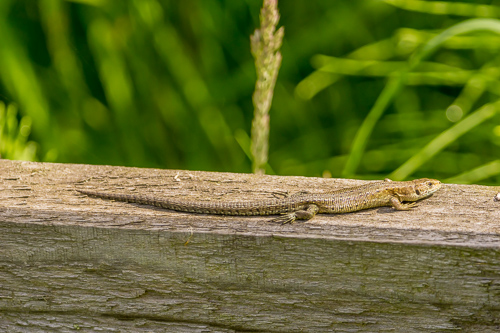 Common lizard.jpg