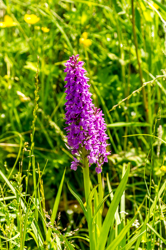 Southern Marsh Orchid.jpg