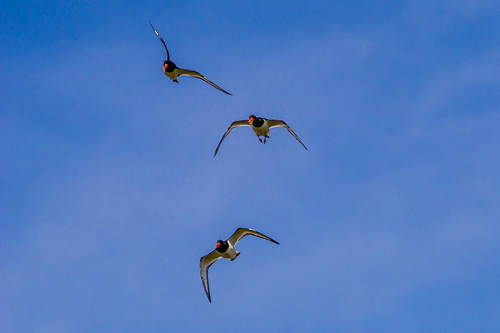 Oyster Catchers.jpg