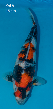 Showa 8.jpg
