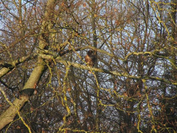 buzzard.jpg
