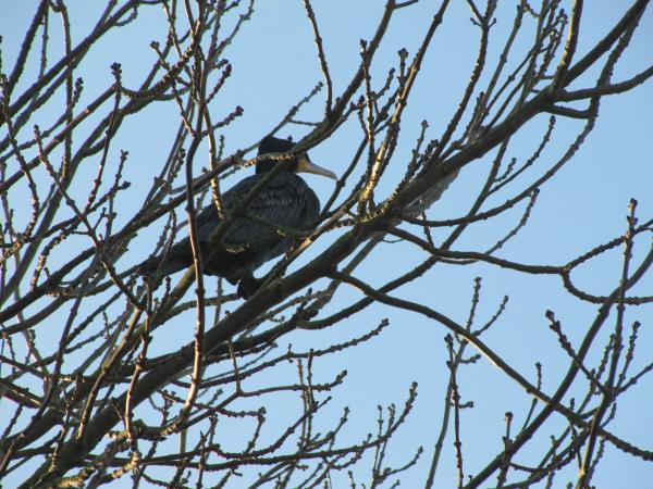 Cormorant 1.jpg