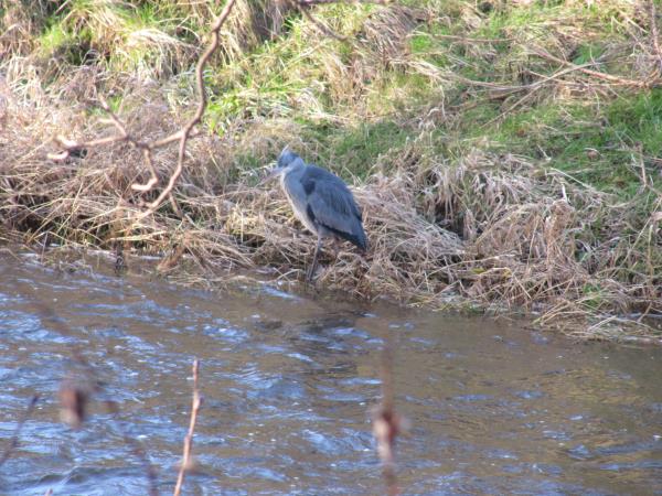 heron 1.jpg