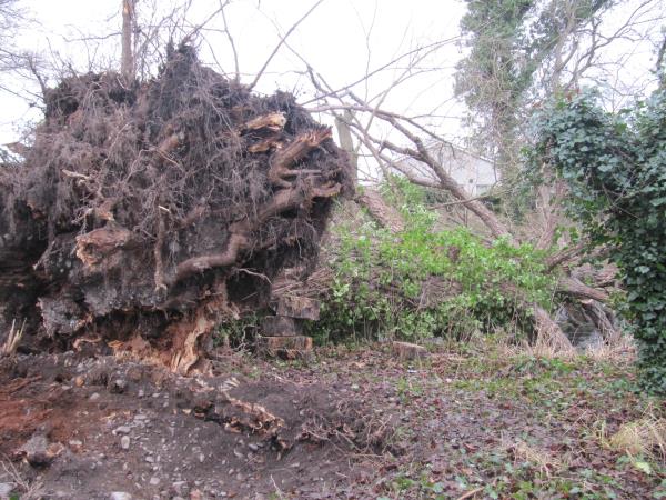 Black Poplar1.jpg