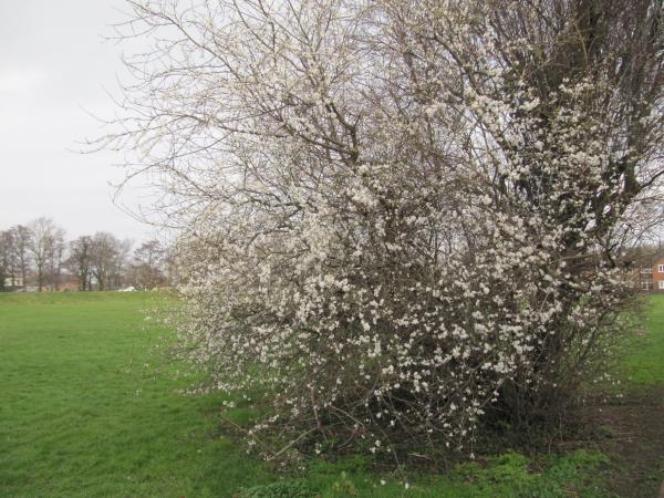 Myrobalan Plum.jpg