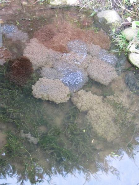 frogspawn 3.jpg