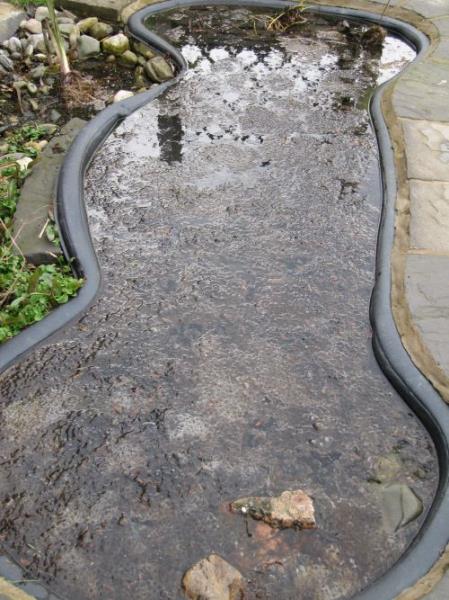 frogspawn 4.jpg